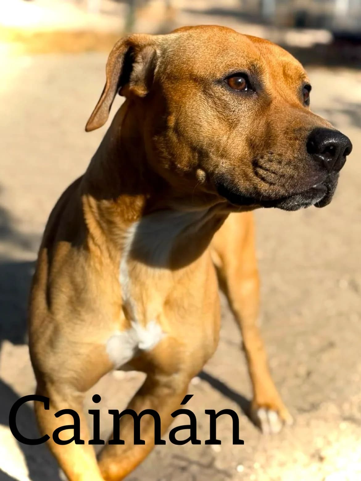 CAIMAN, male young Mixed Breed for adoption at DogHorseCity, Toledo