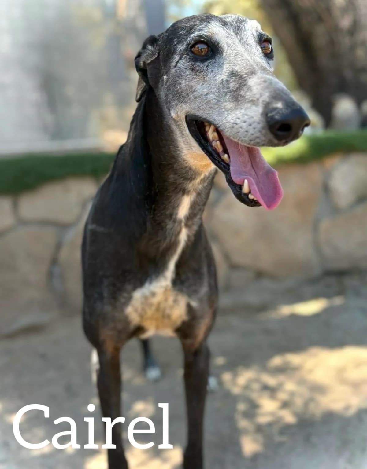 CAIREL, male 5yo Galgo Español for adoption at DogHorseCity, Toledo
