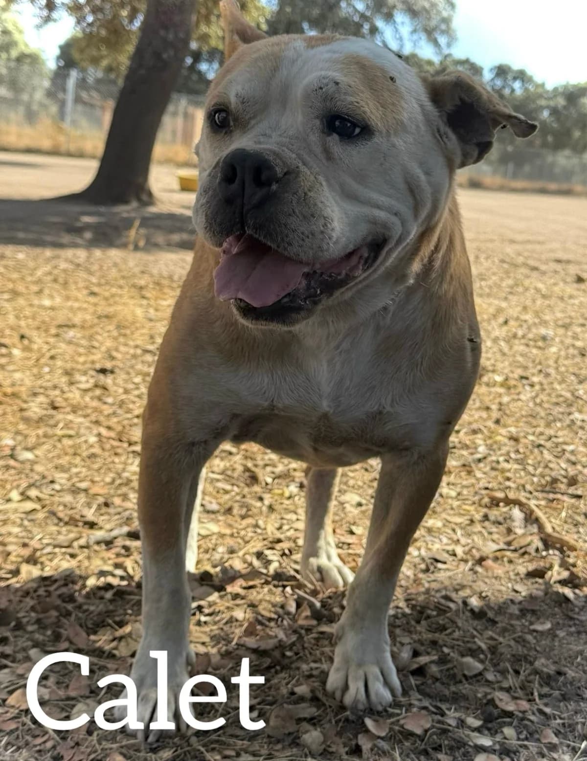 CALET, male 7yo American Bully for adoption at DogHorseCity, Toledo