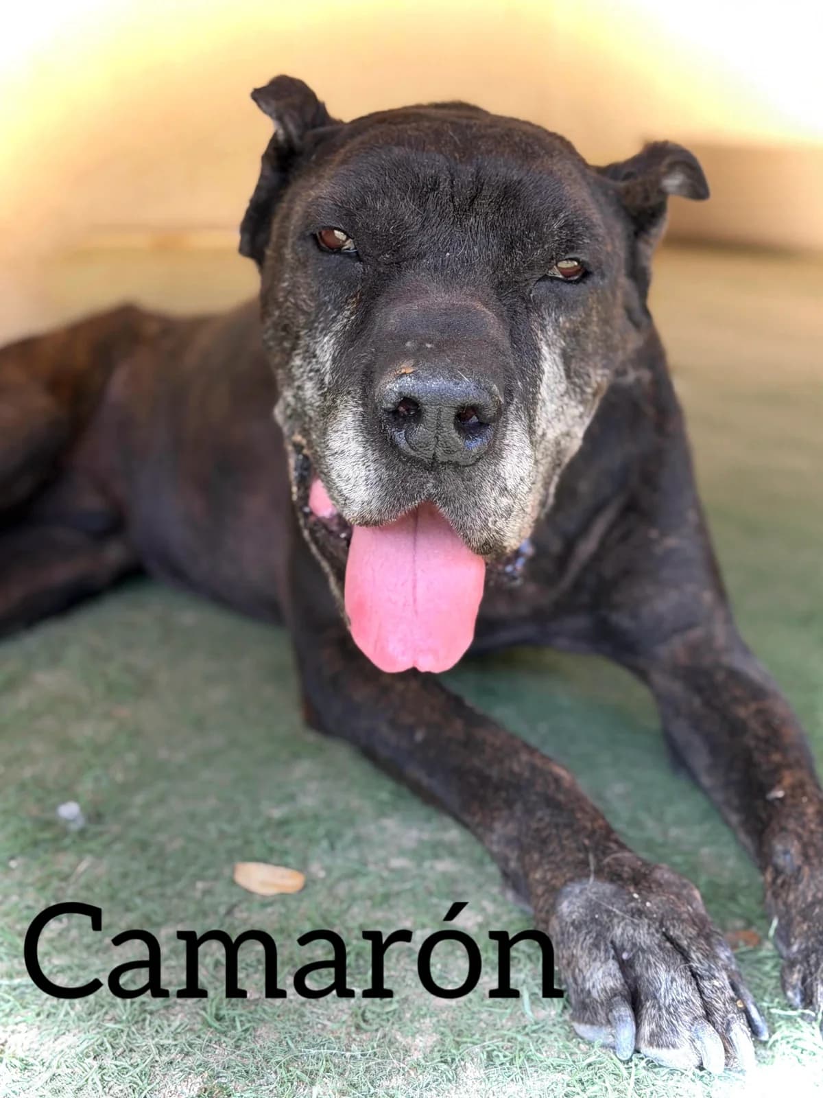 CAMARON, male senior Presa Canario for adoption at DogHorseCity, Toledo