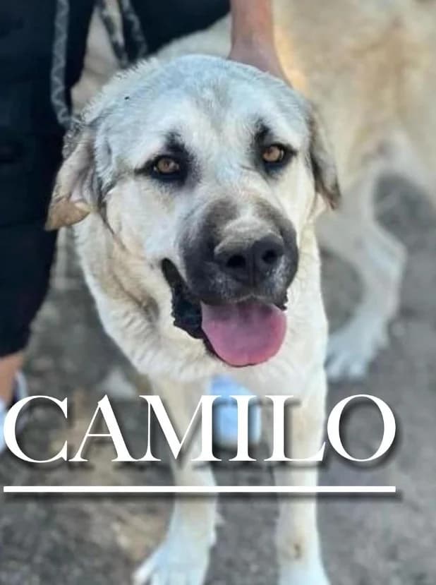 CAMILO,  4yo Spanish Mastiff for adoption at DogHorseCity, Toledo