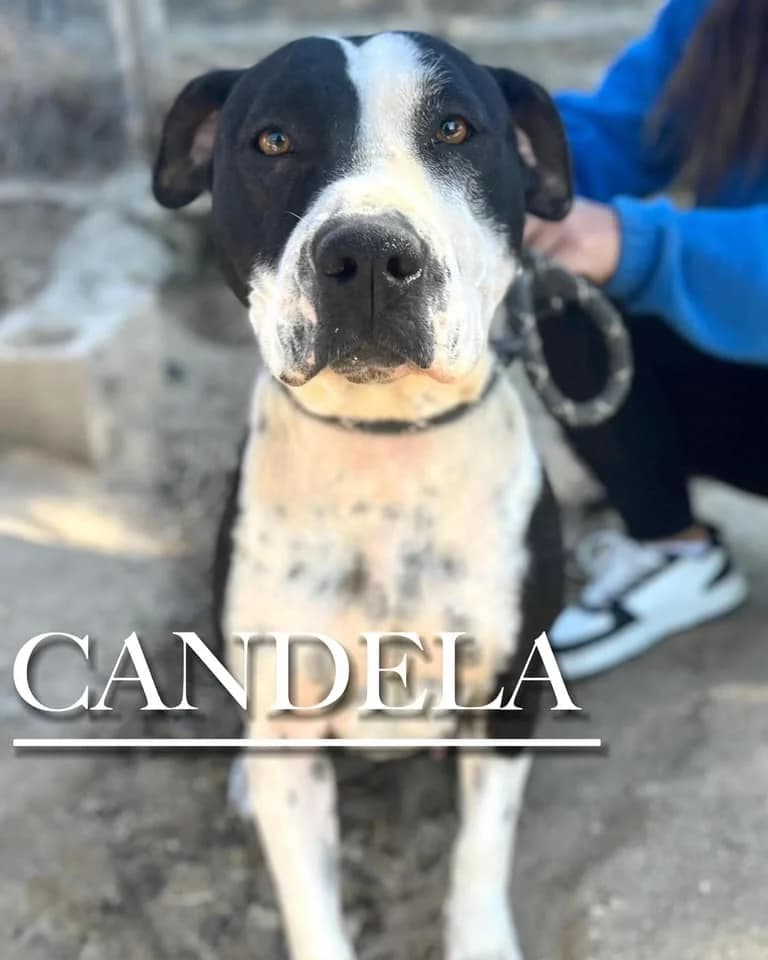 CANDELA, female 5yo Pit Bull Terrier for adoption at DogHorseCity, Toledo