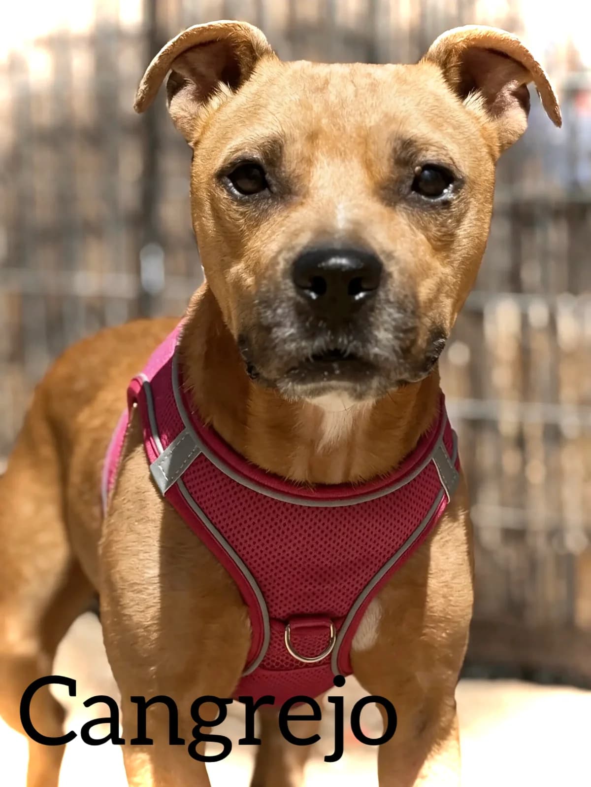 CANGREJO, male 4yo Mixed Breed for adoption at DogHorseCity, Toledo