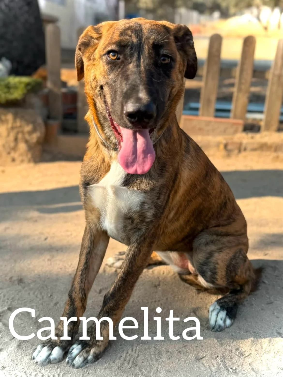 CARMELITA, female puppy Spanish Mastiff for adoption at DogHorseCity, Toledo