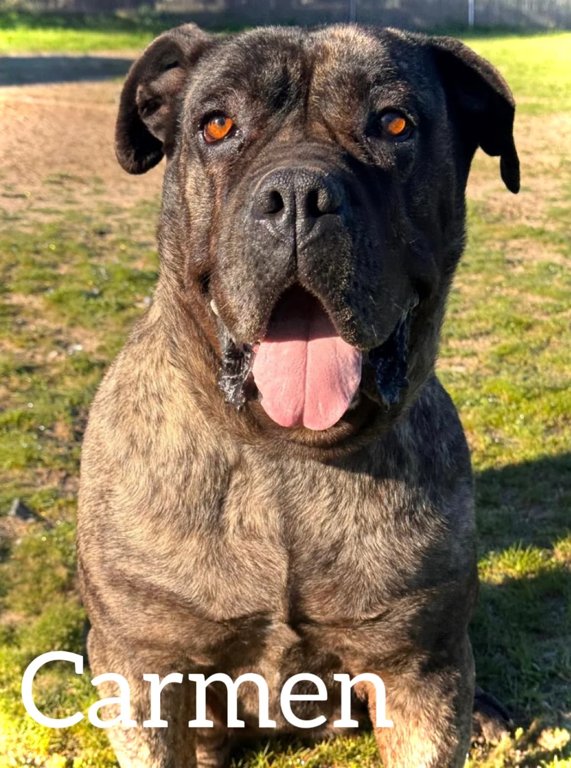 CARMEN, female 4yo Presa Canario for adoption at DogHorseCity, Toledo