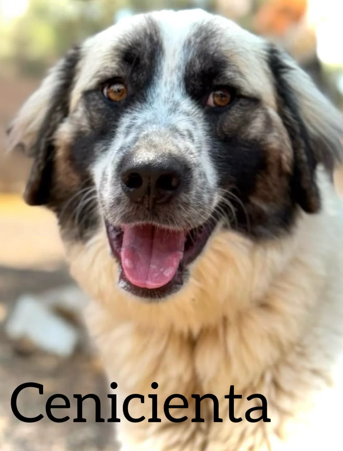 CENICIENTA, female young Spanish Mastiff for adoption at DogHorseCity, Toledo