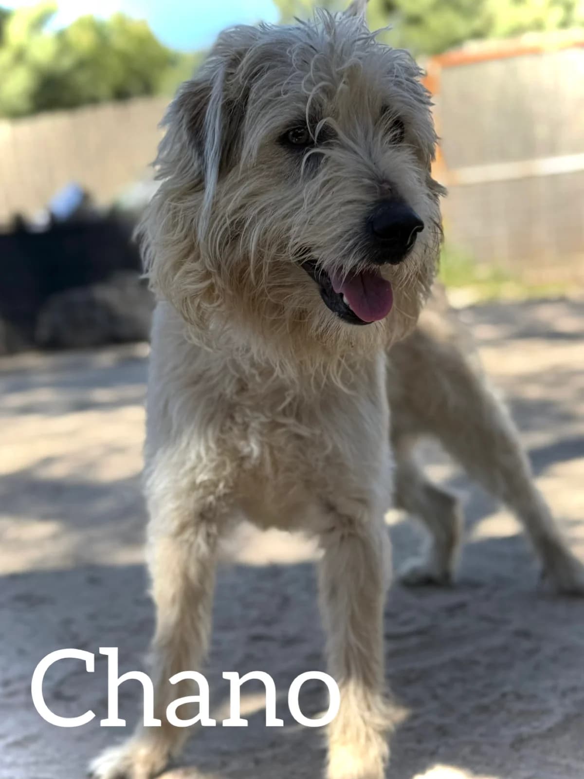 CHANO, male young Mixed Breed for adoption at DogHorseCity, Toledo