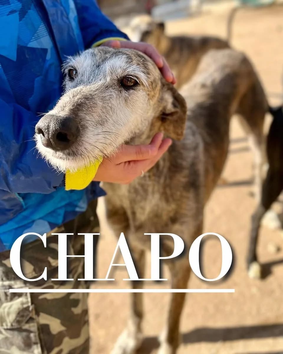 CHAPO,  senior Galgo Español for adoption at DogHorseCity, Toledo