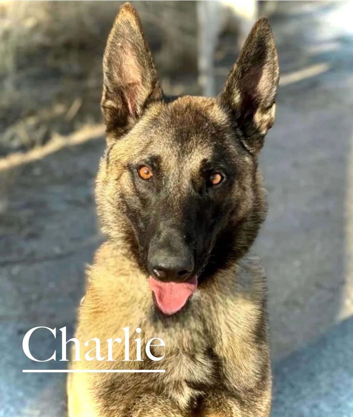 CHARLIE, male 3yo Belgian Malinois for adoption at DogHorseCity, Toledo
