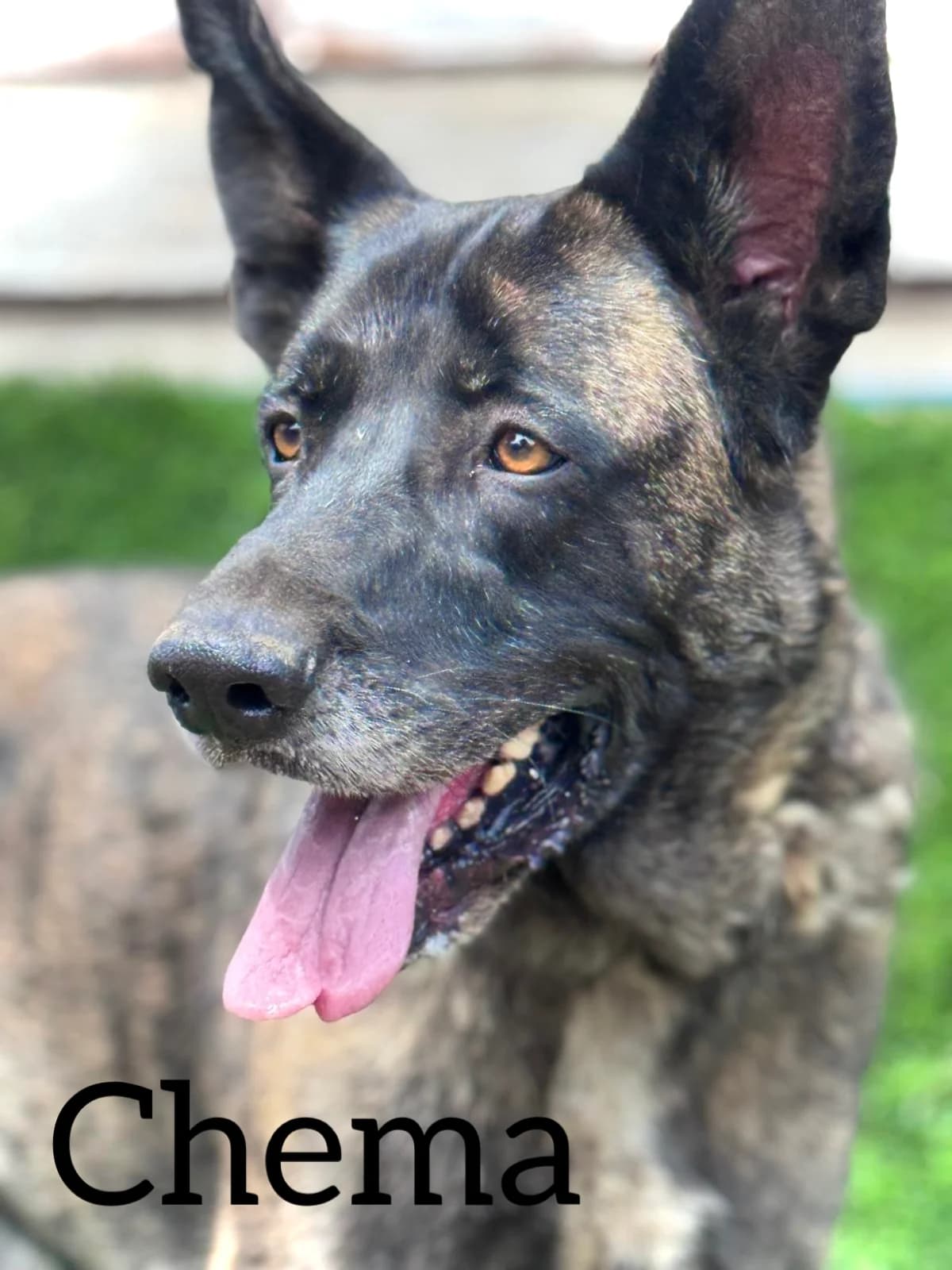 CHEMA, male 4yo Mixed Breed for adoption at DogHorseCity, Toledo