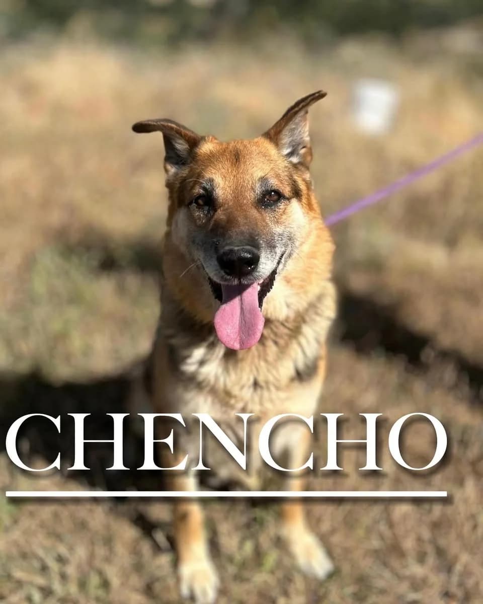CHENCHO, male senior German Shepherd for adoption at DogHorseCity, Toledo