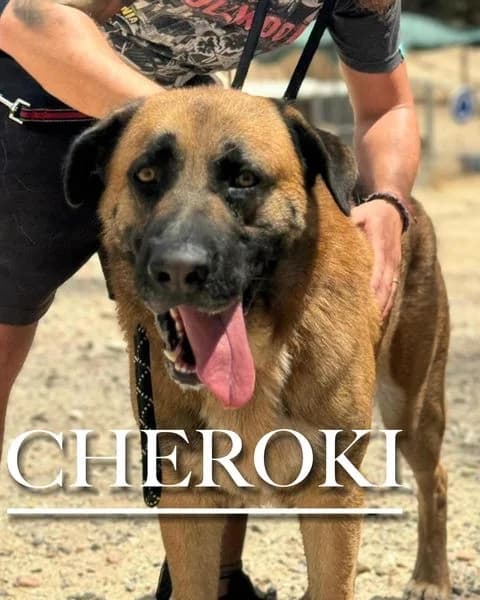 CHEROKI,  3yo Mixed Breed for adoption at DogHorseCity, Toledo