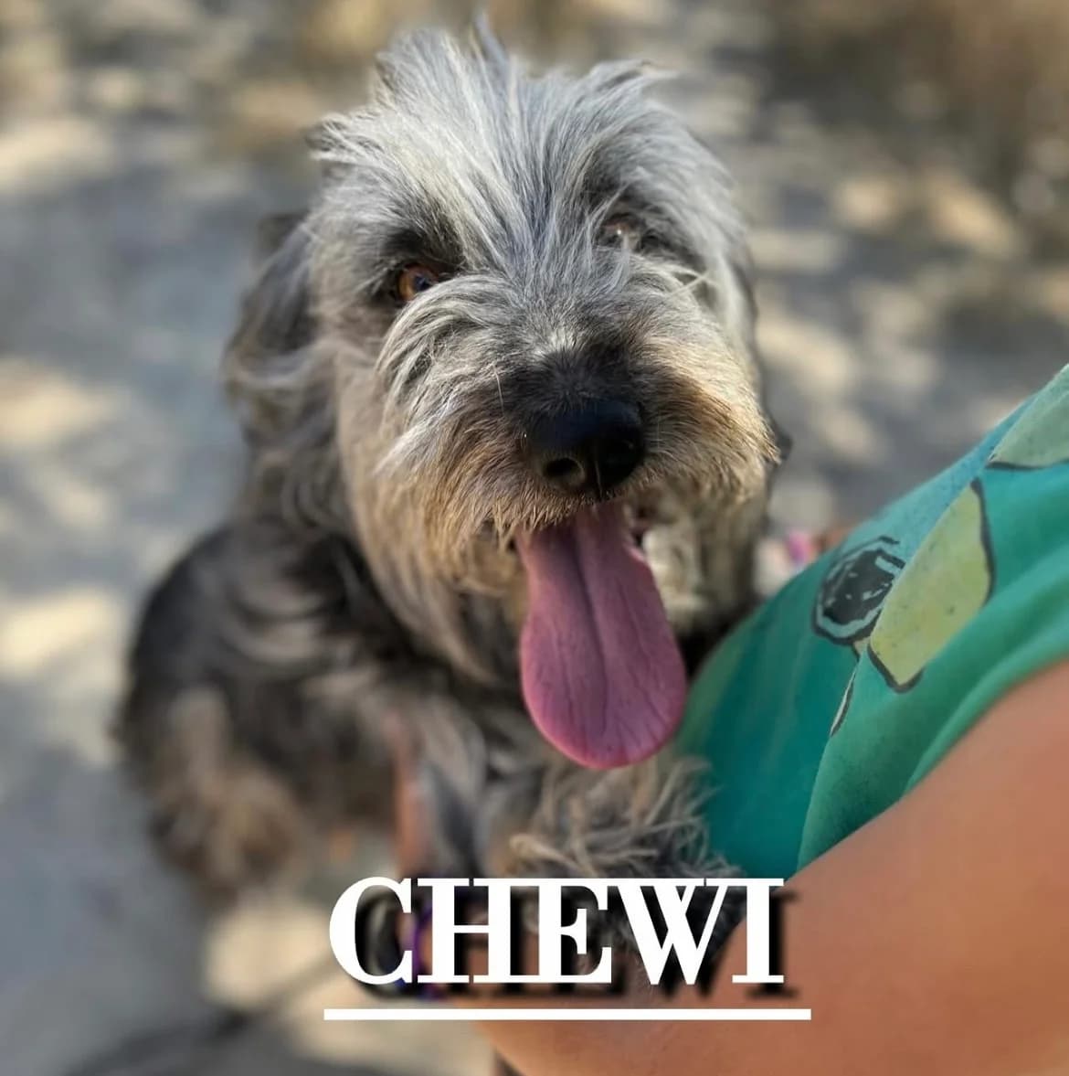 CHEWI,  3yo Mixed Breed for adoption at DogHorseCity, Toledo