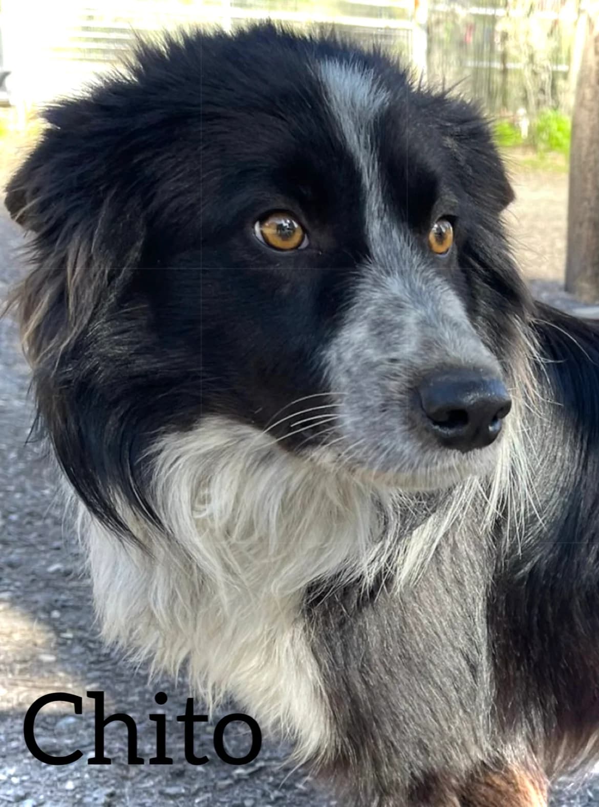 CHITO, male young Border Collie for adoption at DogHorseCity, Toledo
