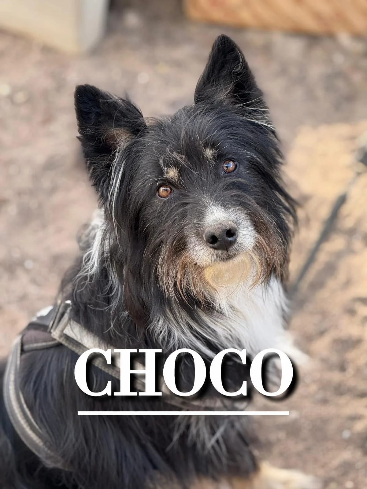 CHOCO,  4yo Border Collie for adoption at DogHorseCity, Toledo