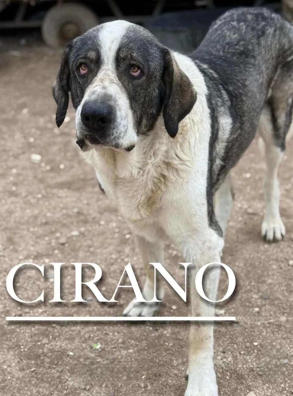 CIRANO,  senior Spanish Mastiff for adoption at DogHorseCity, Toledo