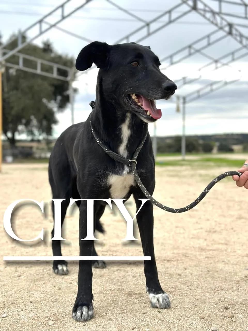CITY, female 6yo Mixed Breed for adoption at DogHorseCity, Toledo