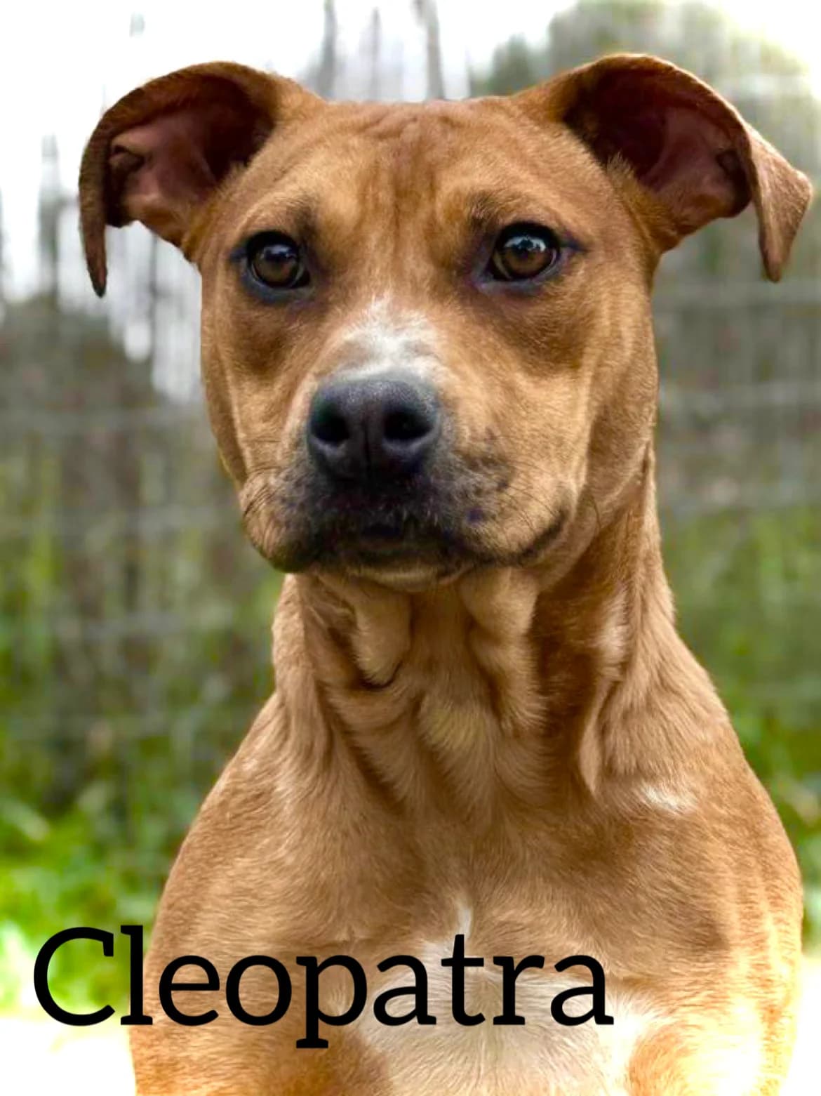 CLEOPATRA, female young Pit Bull Terrier for adoption at DogHorseCity, Toledo