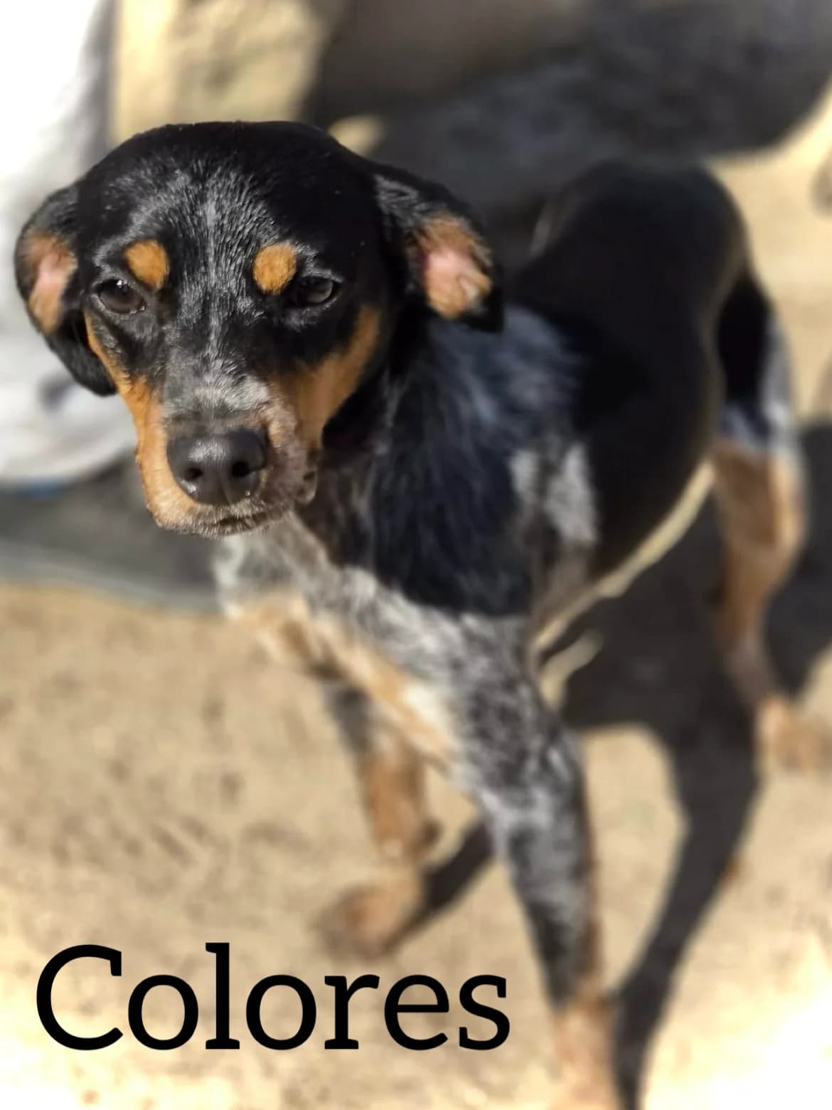 COLORES, male young Brittany Spaniel for adoption at DogHorseCity, Toledo