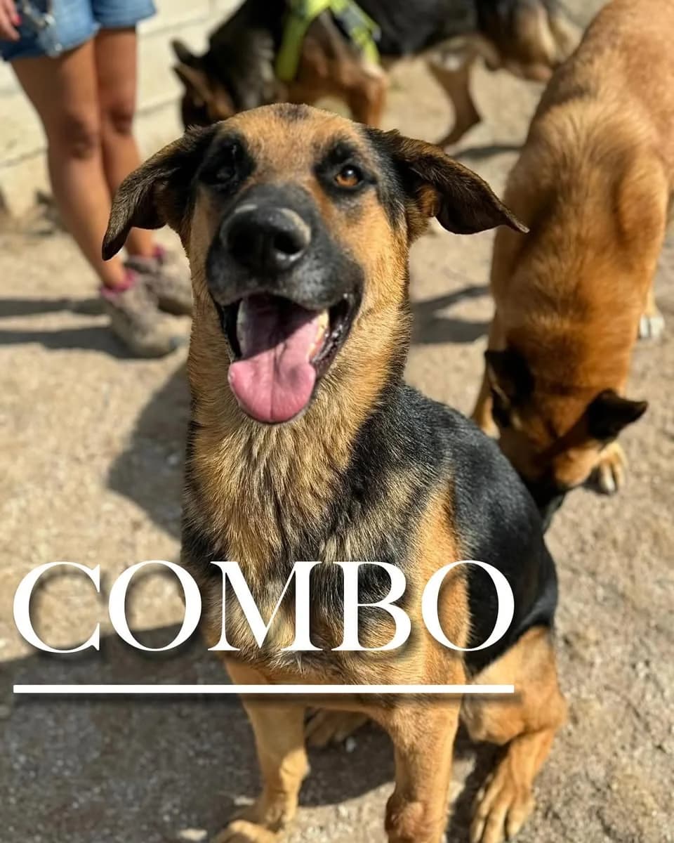 COMBO, male 4yo German Shepherd for adoption at DogHorseCity, Toledo