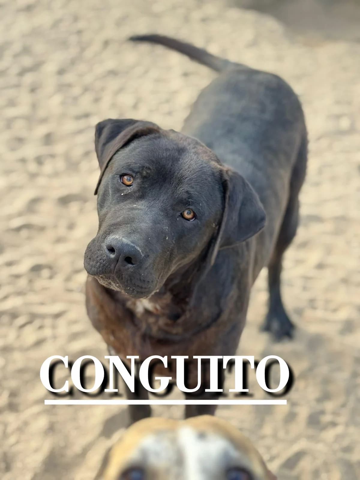 CONGUITO,  young Mixed Breed for adoption at DogHorseCity, Toledo