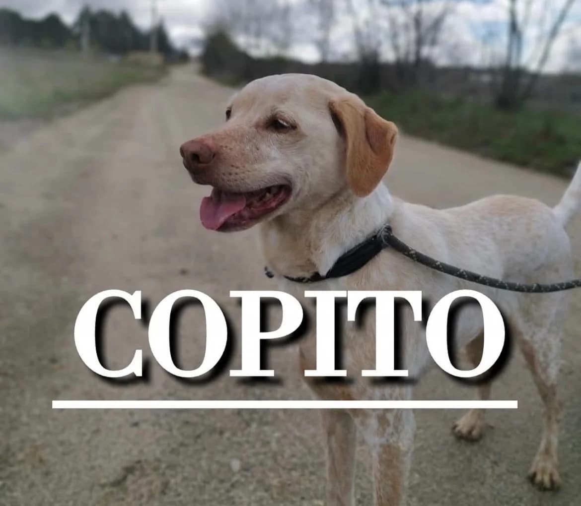 COPITO,  7yo Mixed Breed for adoption at DogHorseCity, Toledo