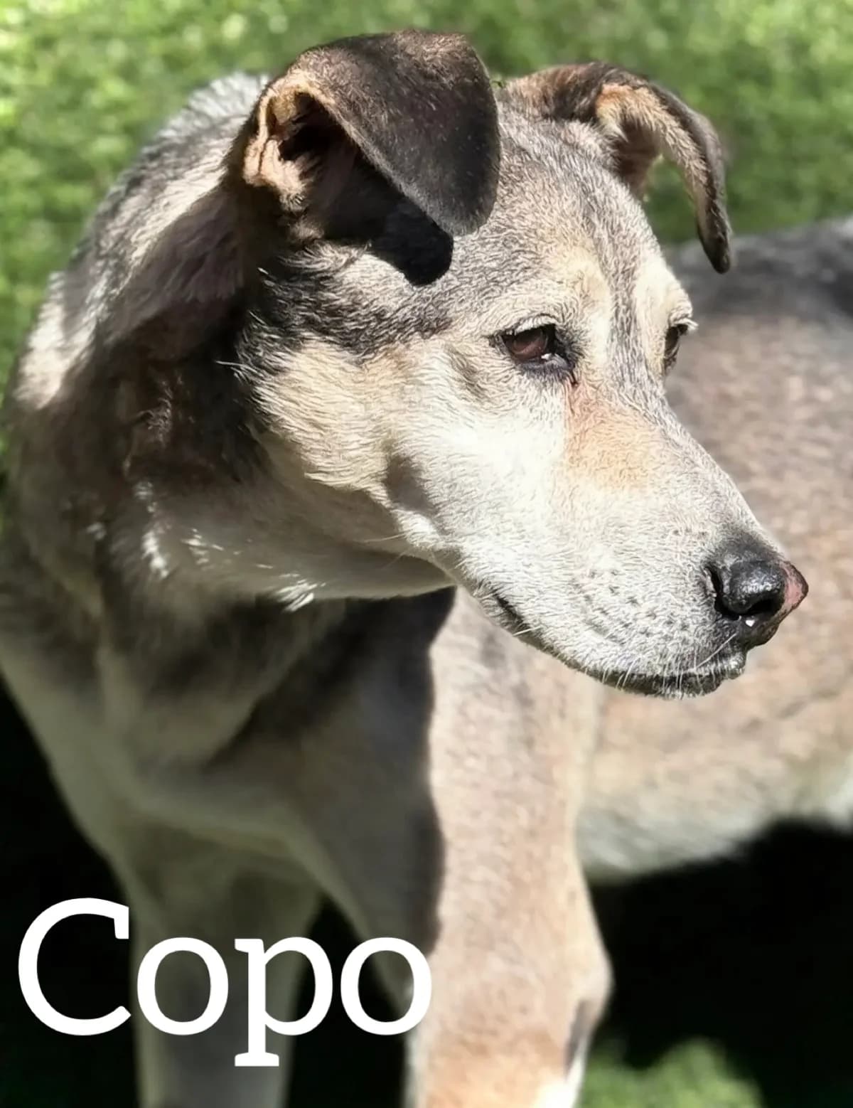 COPO, male senior Husky for adoption at DogHorseCity, Toledo