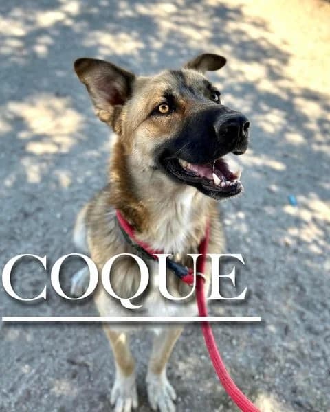 COQUE, male 3yo German Shepherd for adoption at DogHorseCity, Toledo
