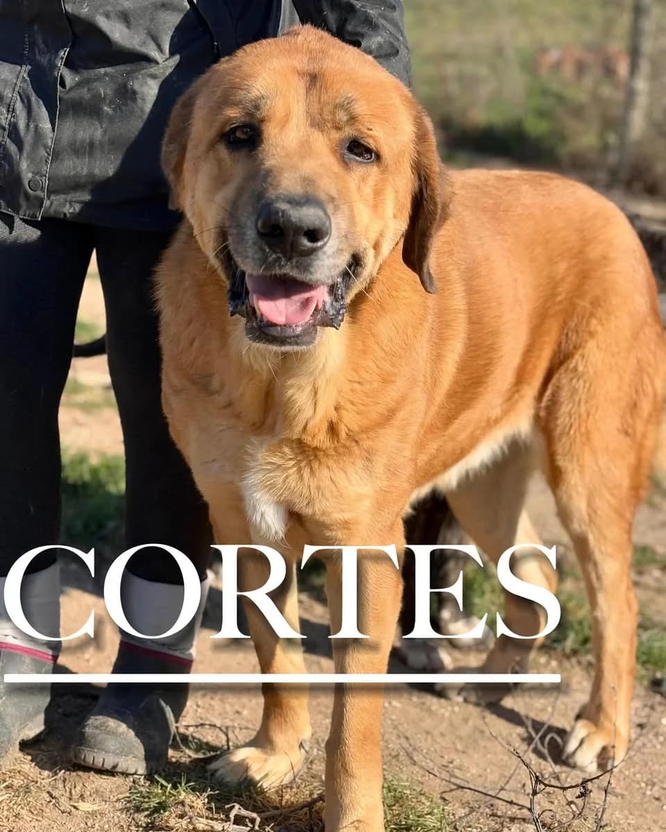 CORTÉS,  7yo Spanish Mastiff for adoption at DogHorseCity, Toledo