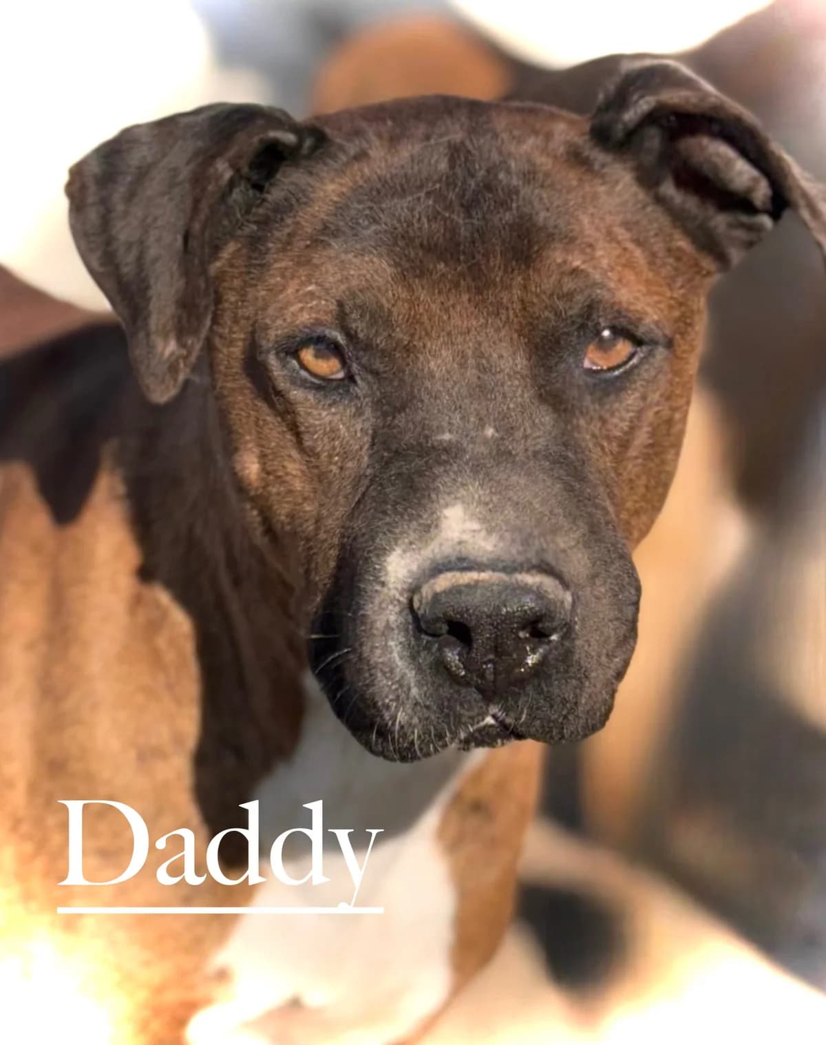 DADDY, male senior American Staffordshire Terrier for adoption at DogHorseCity, Toledo