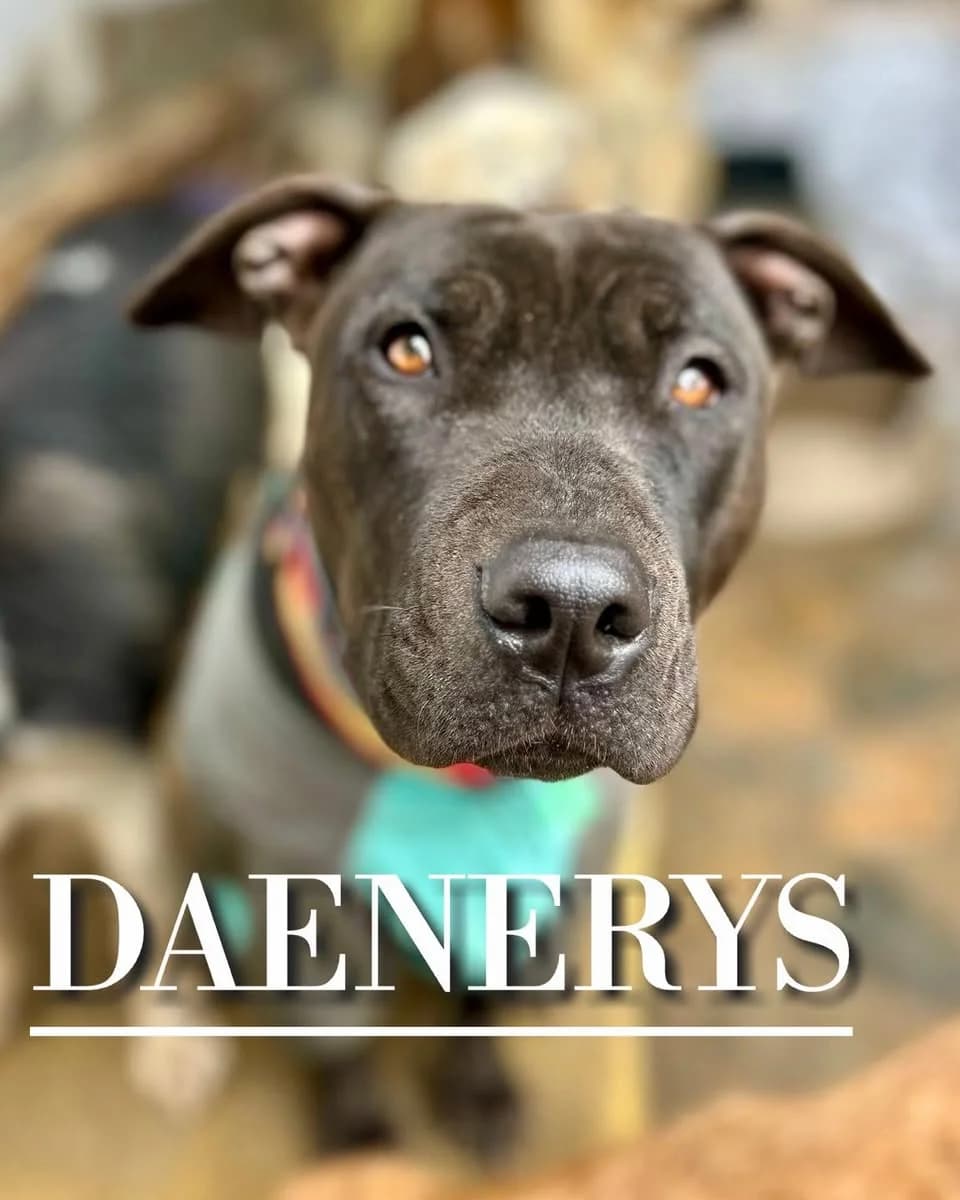DAENERYS,  5yo Pit Bull Terrier for adoption at DogHorseCity, Toledo