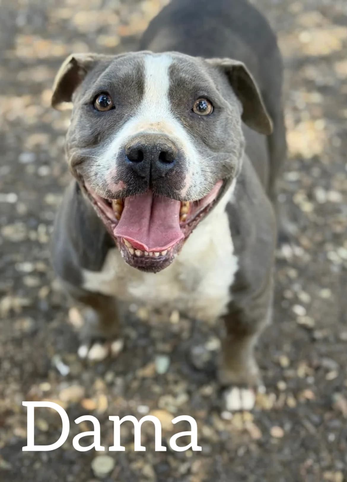 DAMA, female 7yo American Bully for adoption at DogHorseCity, Toledo