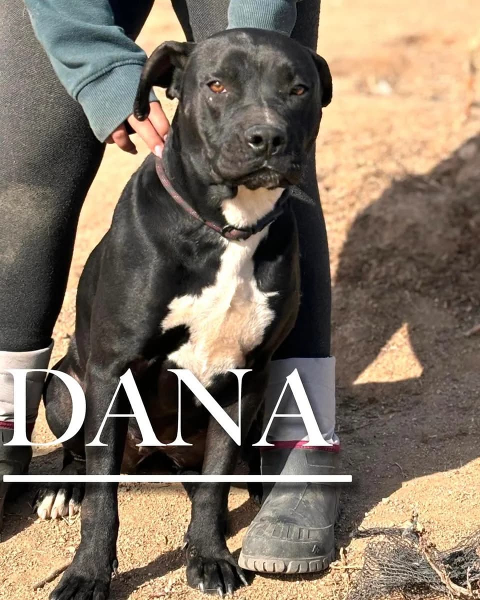 DANA, female 3yo American Staffordshire Terrier for adoption at DogHorseCity, Toledo