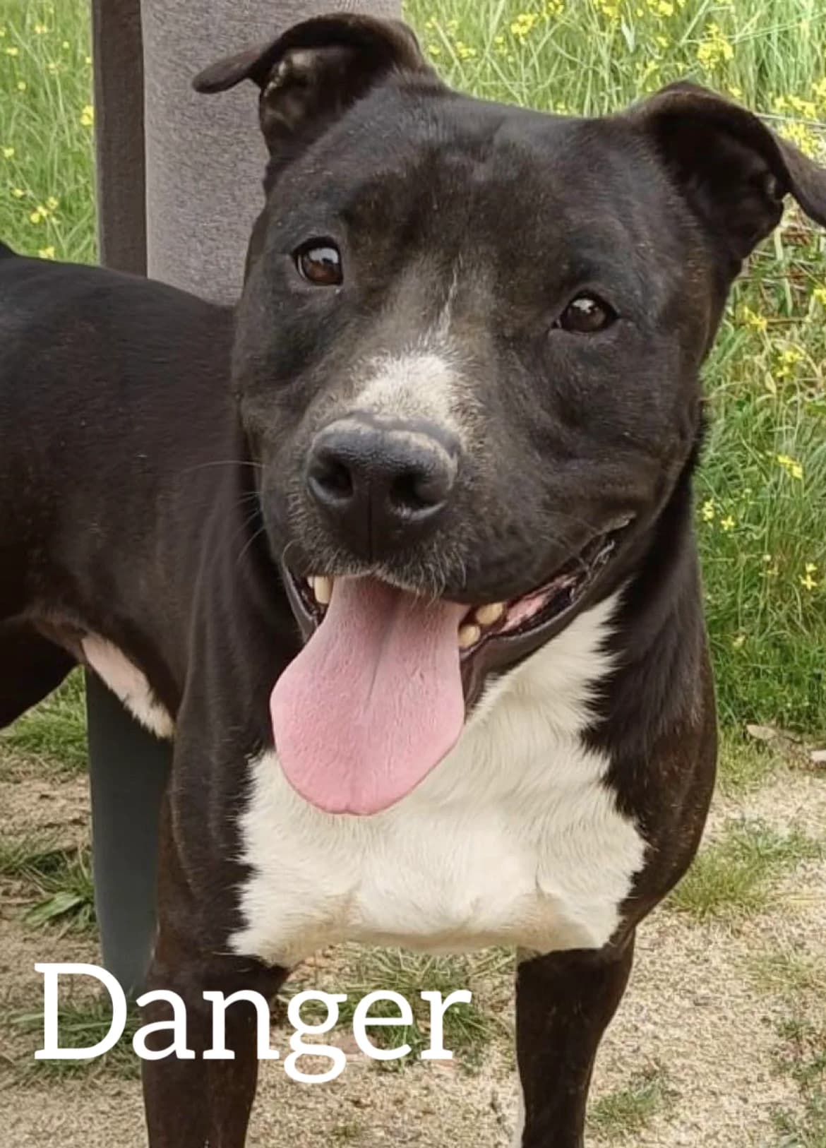 DANGER, male young mixed breed for adoption at DogHorseCity, Toledo