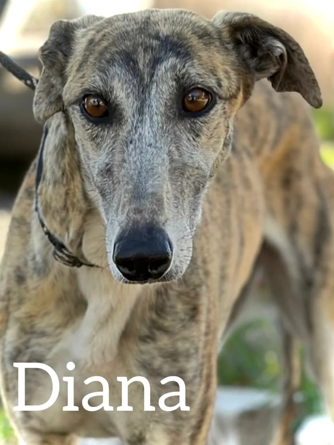 DIANA, female Galgo Español for adoption at DogHorseCity, Toledo