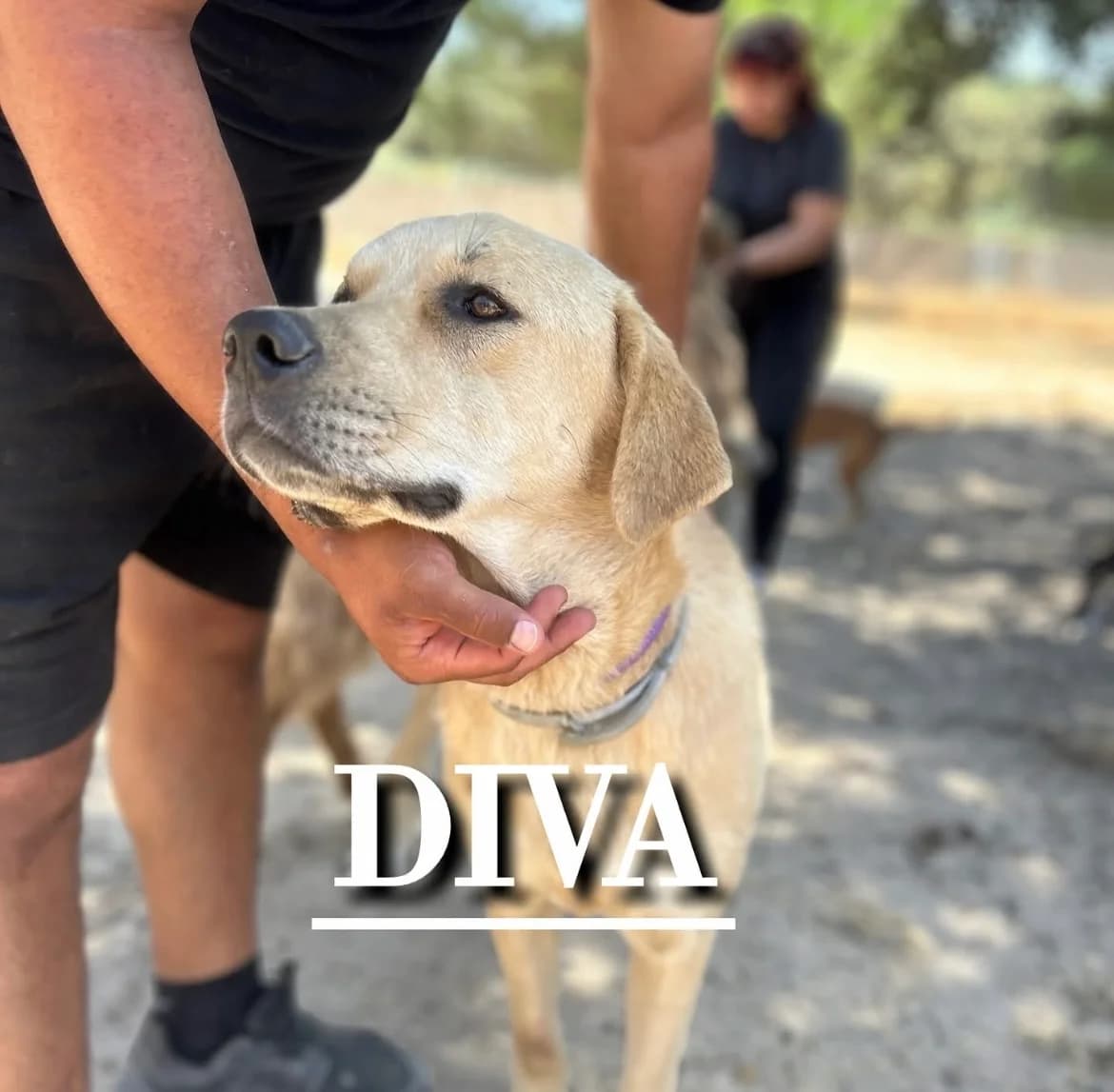 DIVA,  young Mixed Breed for adoption at DogHorseCity, Toledo