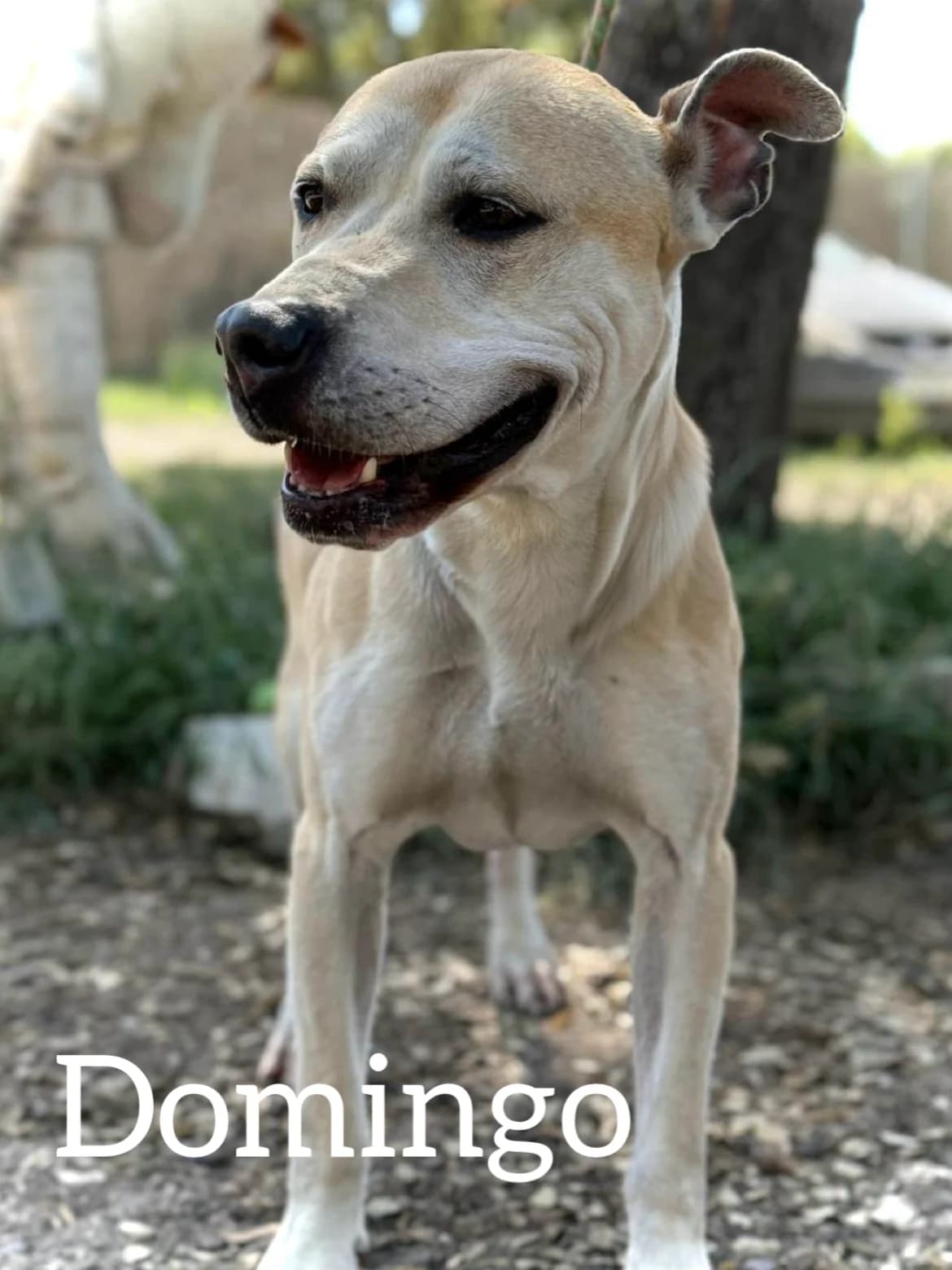 DOMINGO, male senior Pit Bull Terrier for adoption at DogHorseCity, Toledo