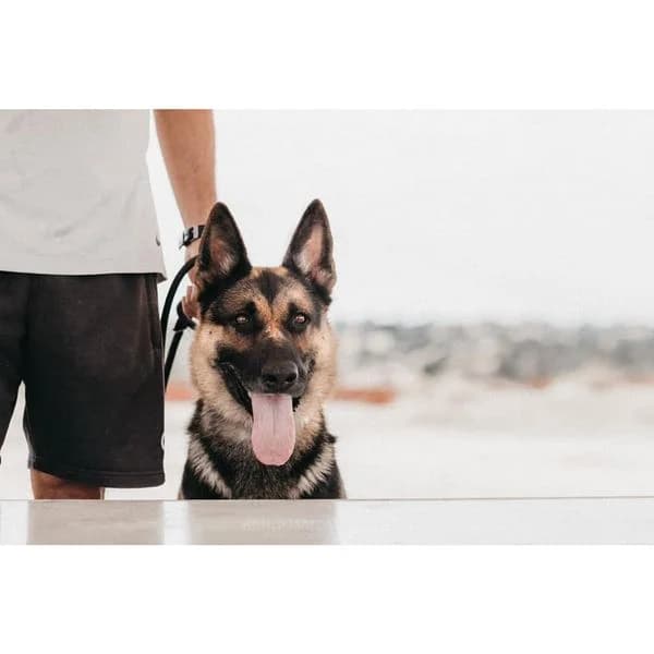 DRAC,  senior German Shepherd for adoption at DogHorseCity, Toledo