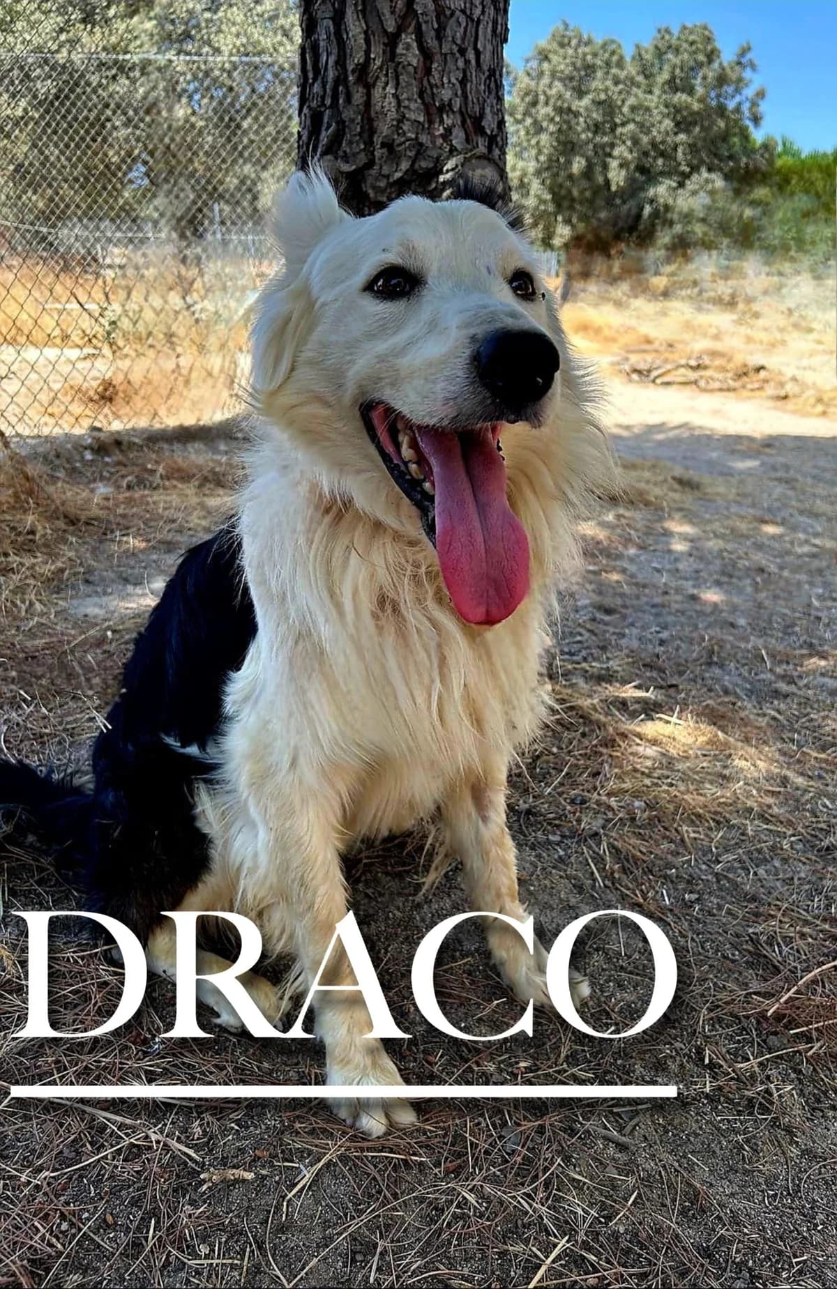 DRACO, male 4yo Border Collie for adoption at DogHorseCity, Toledo