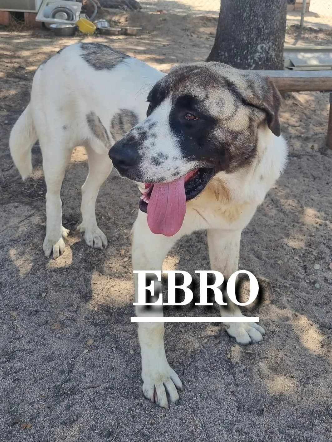 EBRO,  young Spanish Mastiff for adoption at DogHorseCity, Toledo