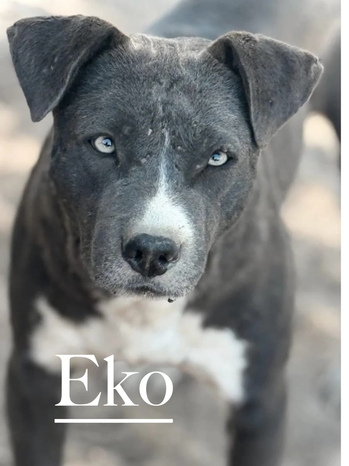 EKO, male young Mixed Breed for adoption at DogHorseCity, Toledo