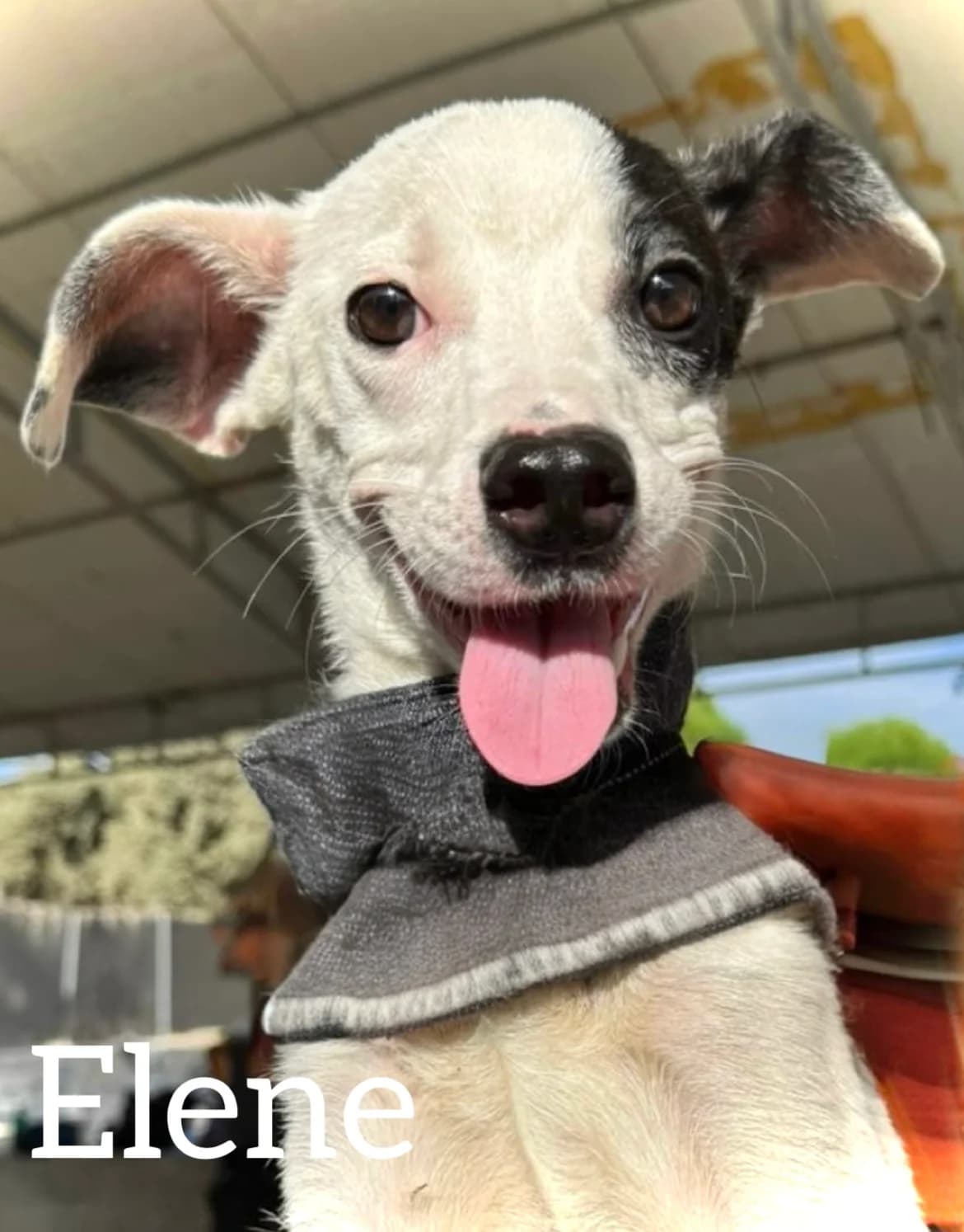 ELENE, female young Mixed Breed for adoption at DogHorseCity, Toledo