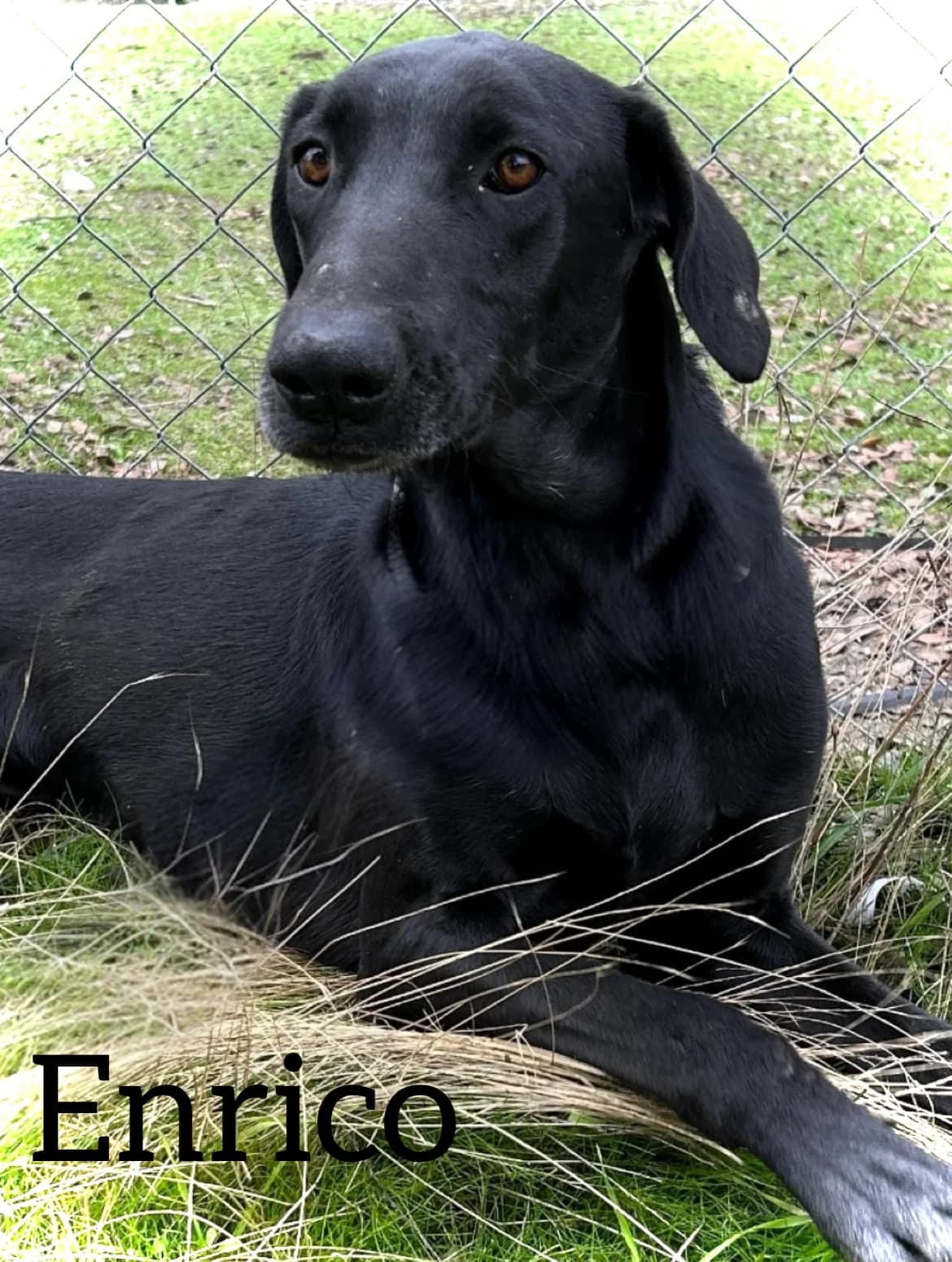 ENRICO, male young Labrador Retriever for adoption at DogHorseCity, Toledo