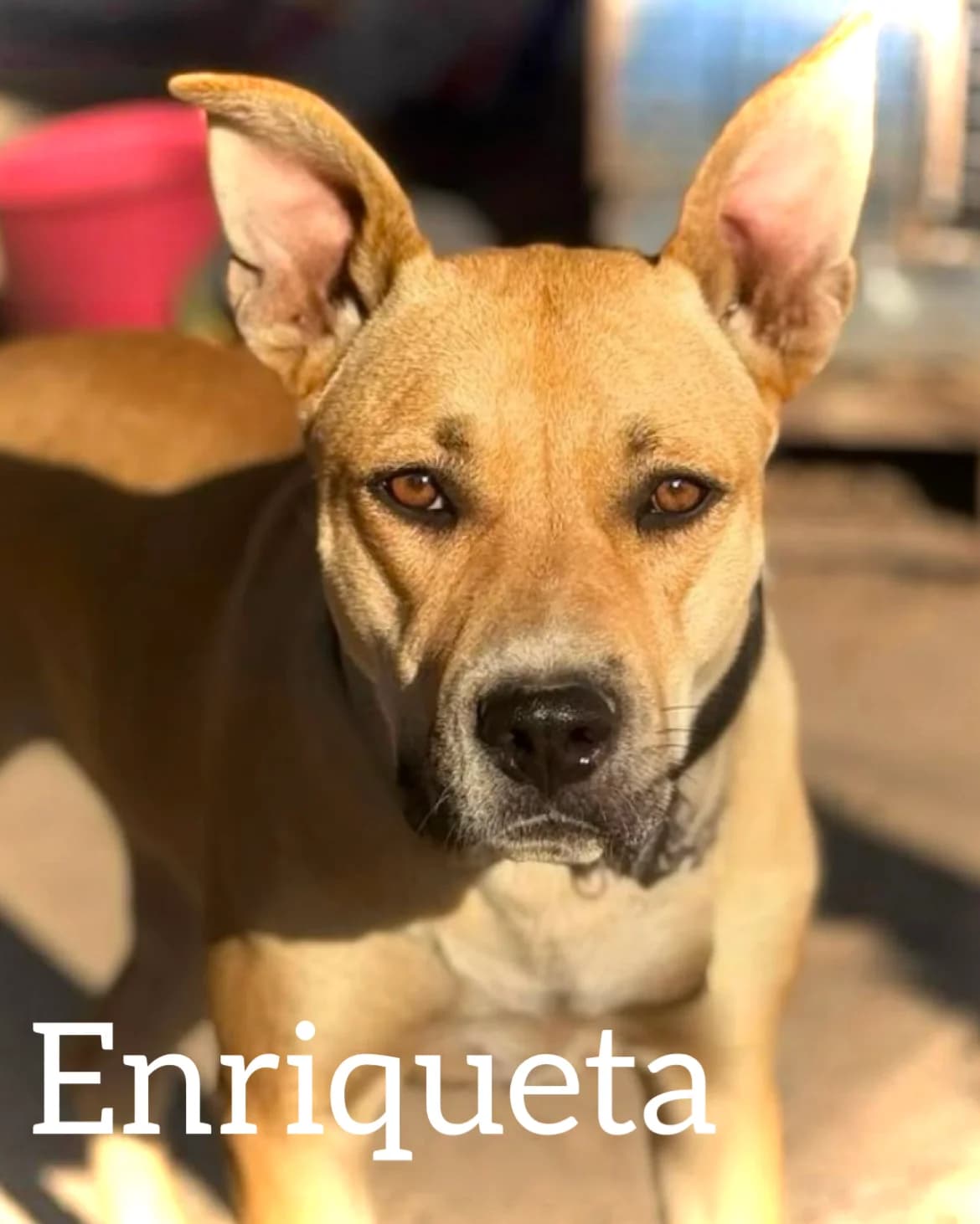 ENRIQUETA, female 3yo Pit Bull Terrier for adoption at DogHorseCity, Toledo