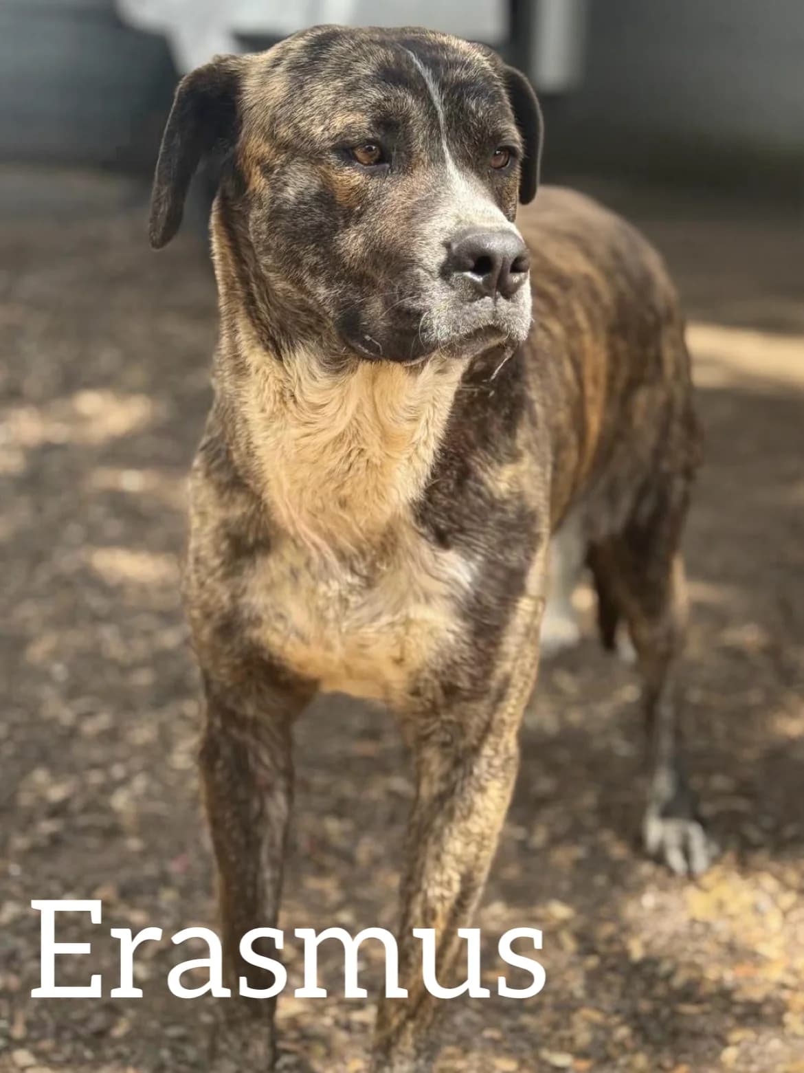ERASMUS, male young Spanish Mastiff for adoption at DogHorseCity, Toledo