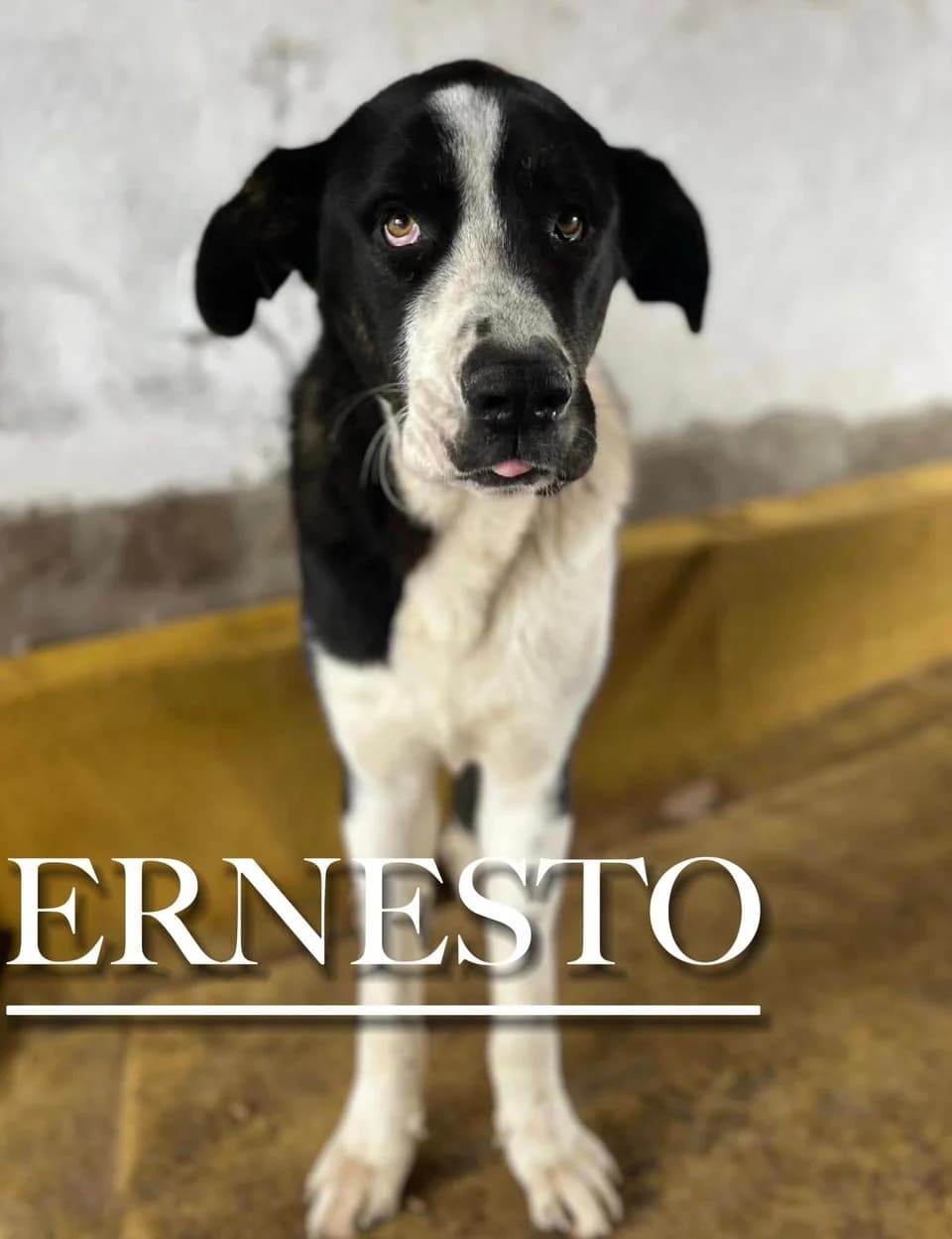 ERNESTO, male 3yo Spanish Mastiff for adoption at DogHorseCity, Toledo