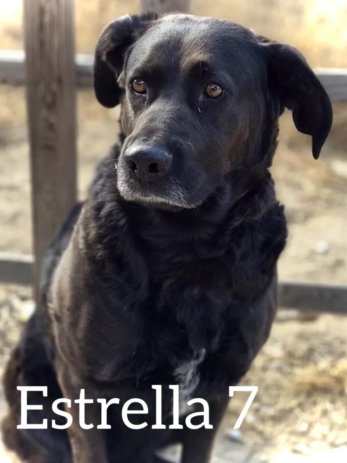 ESTRELLA 7, female 5yo Mixed Breed for adoption at DogHorseCity, Toledo