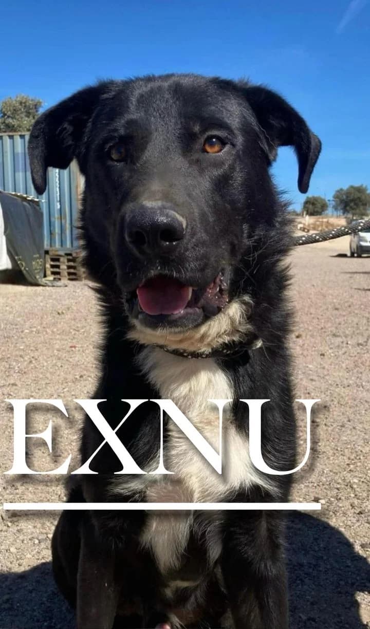 EXNU, male 3yo Mixed Breed for adoption at DogHorseCity, Toledo