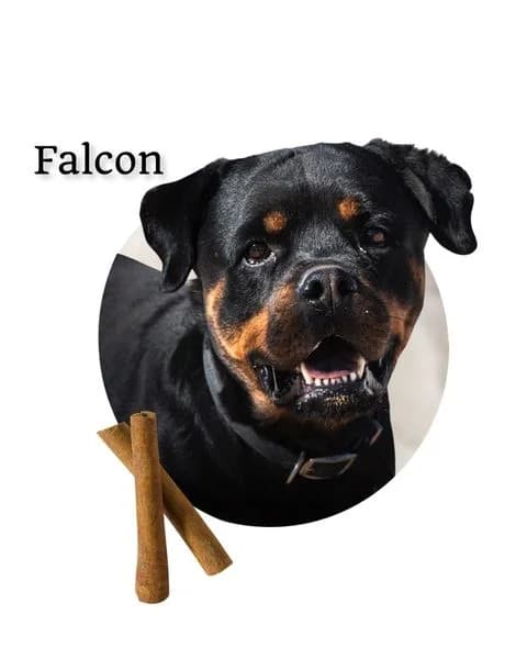 FALCÓN,  7yo Rottweiler for adoption at DogHorseCity, Toledo