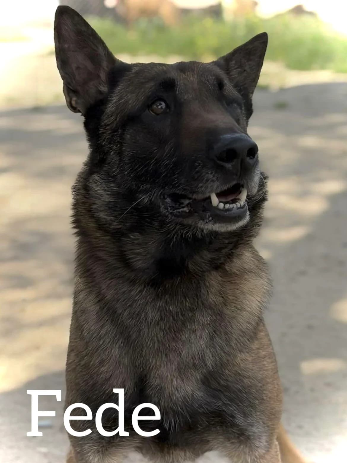 FEDE, male young Belgian Malinois for adoption at DogHorseCity, Toledo